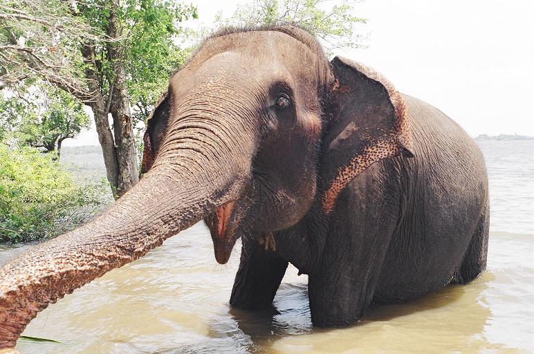 elephant's trunk